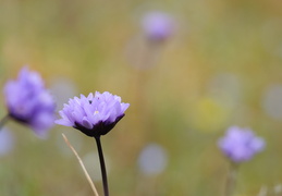 spring wildflowers